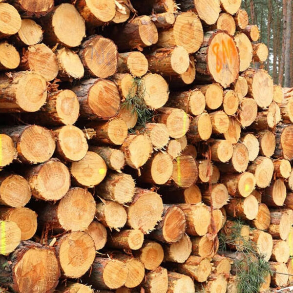 north-american-softwood-img-01